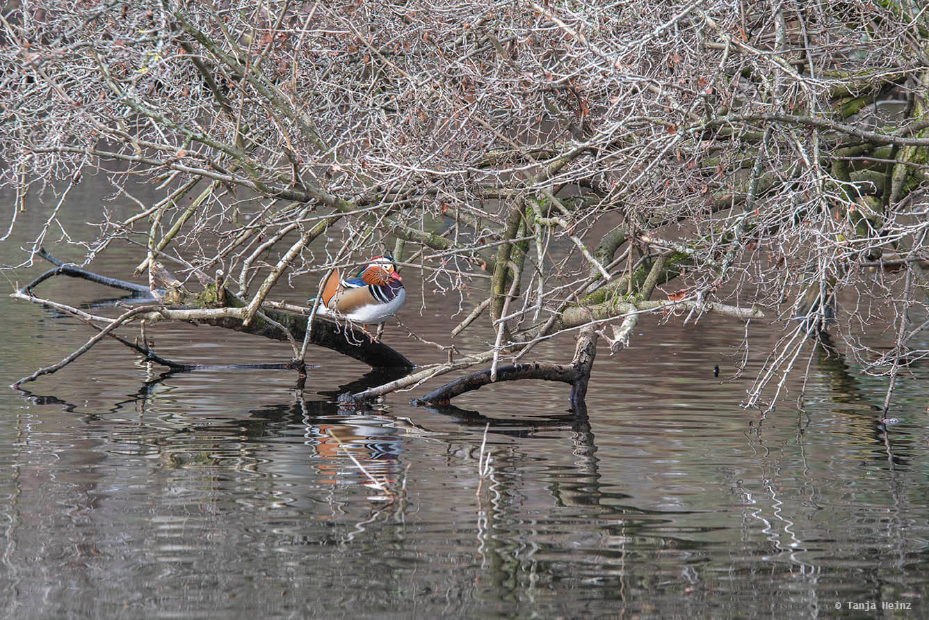Mandarin duck