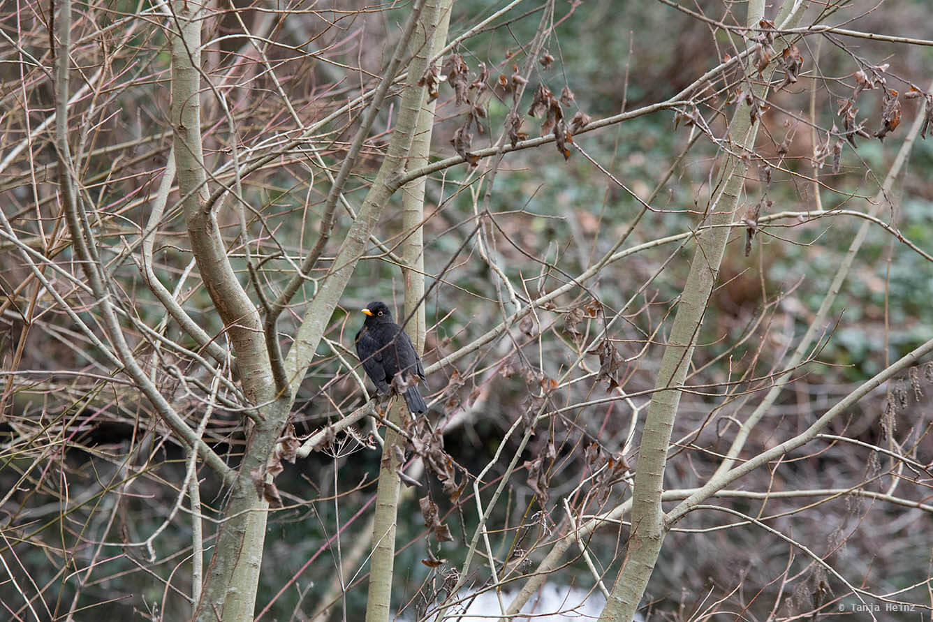 Eurasian blackbird