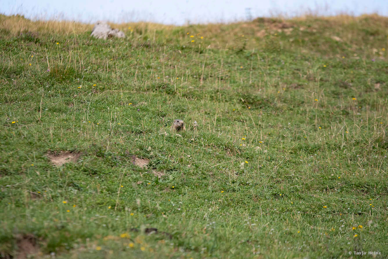 Meadow with alpine marmots