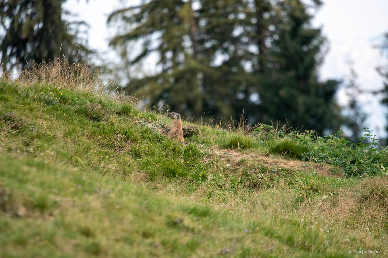 Meadow with alpine marmots