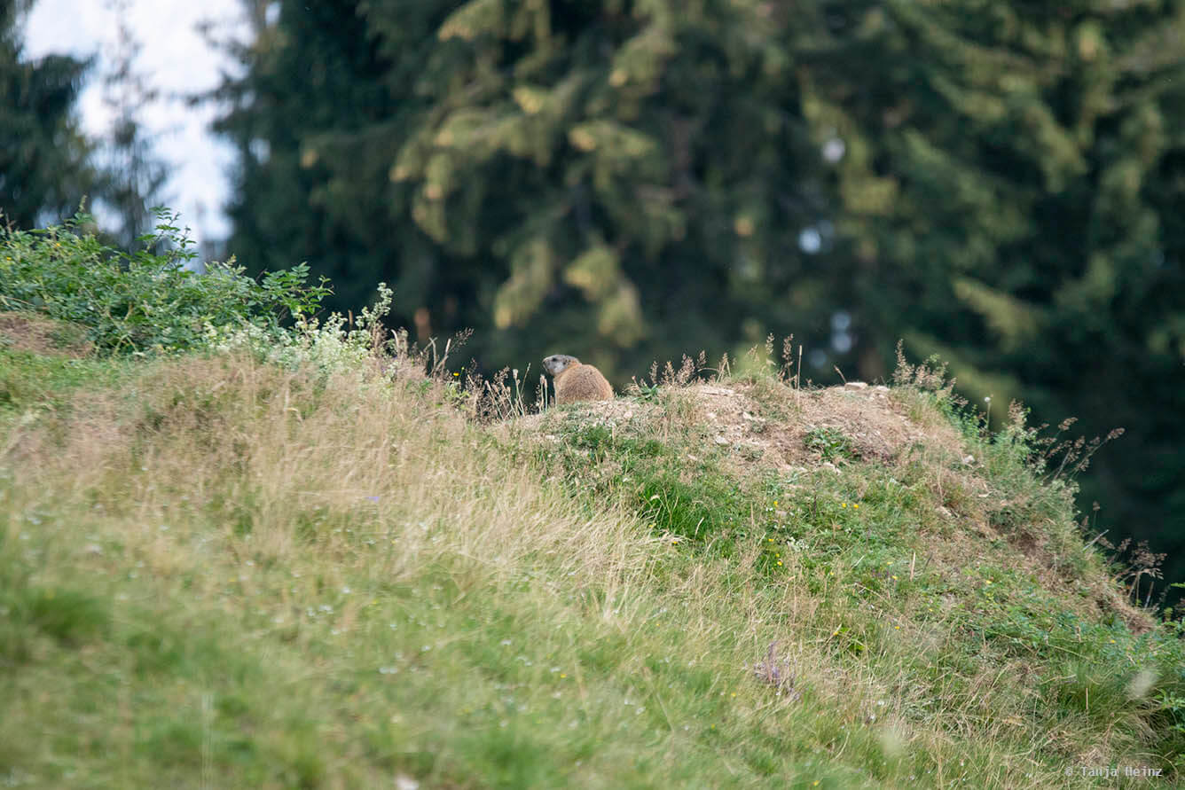 Burrows of alpine marmots