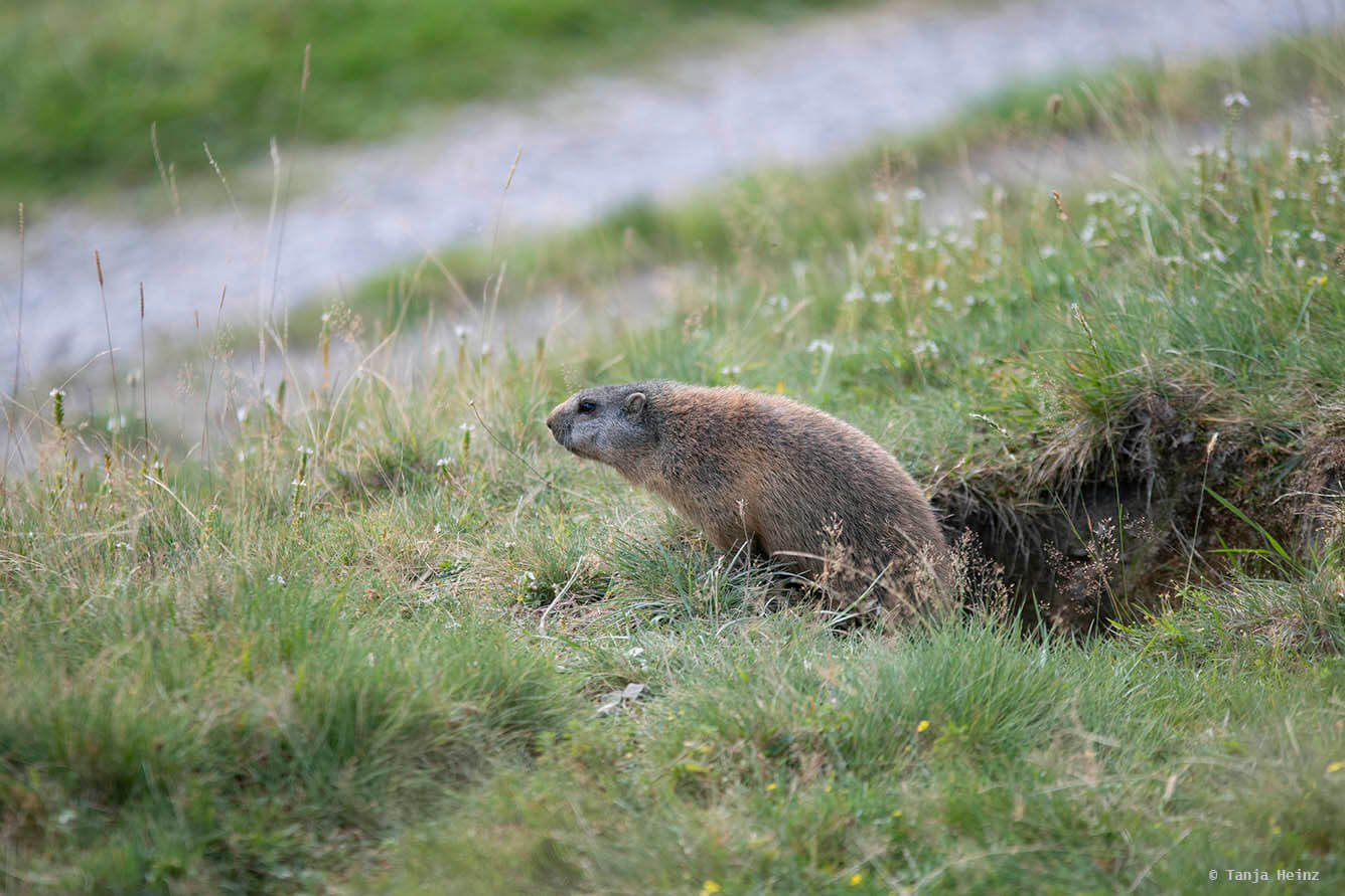 Burrows of alpine marmots