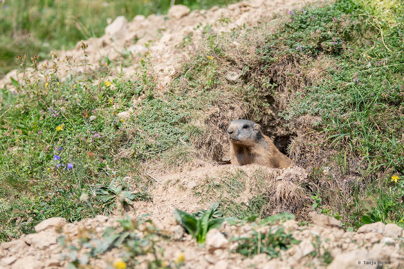 Alpine marmots