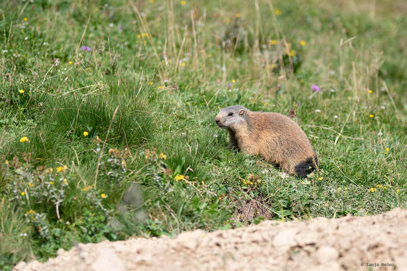 Close-up alpine marmots