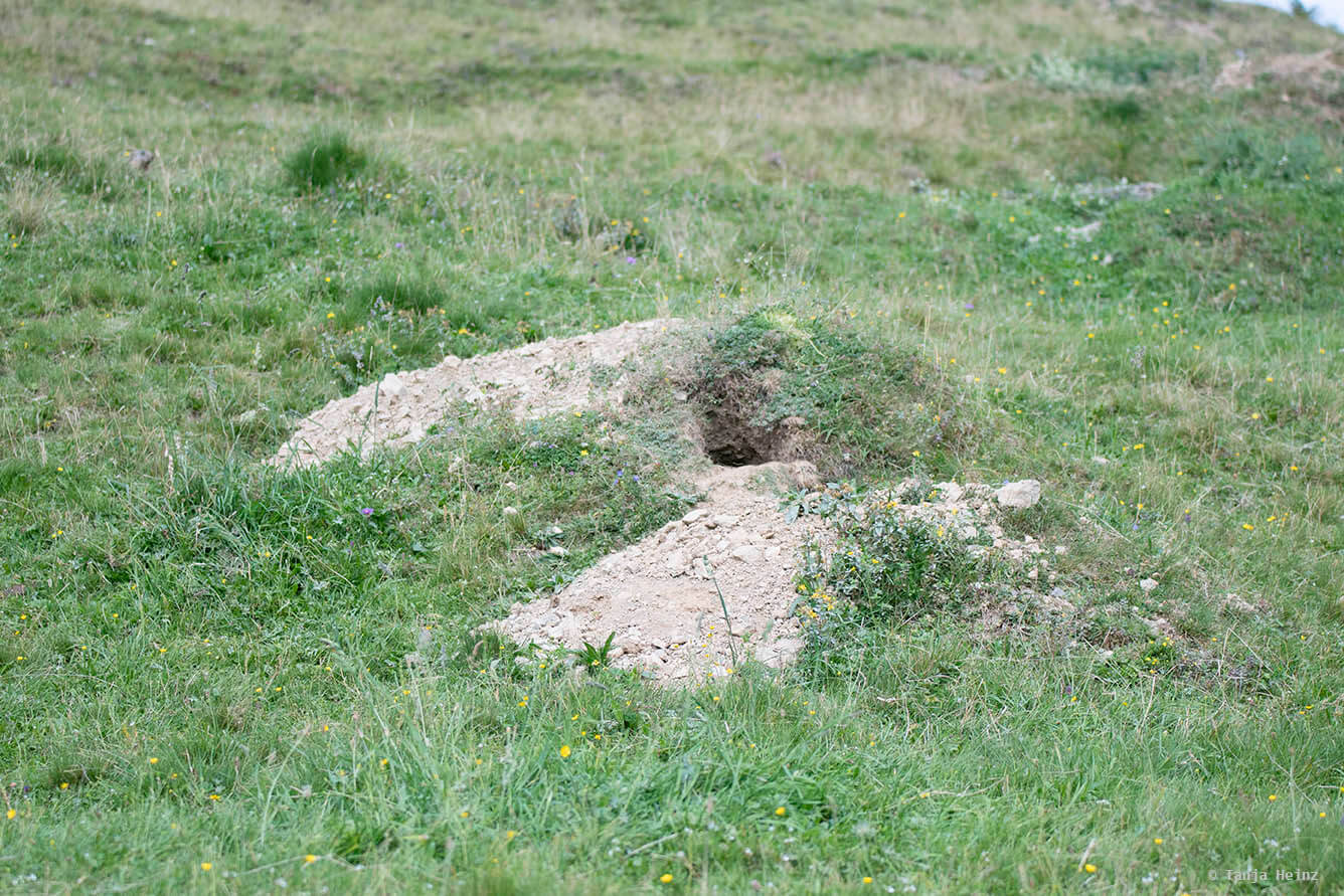 Burrow of alpine marmots