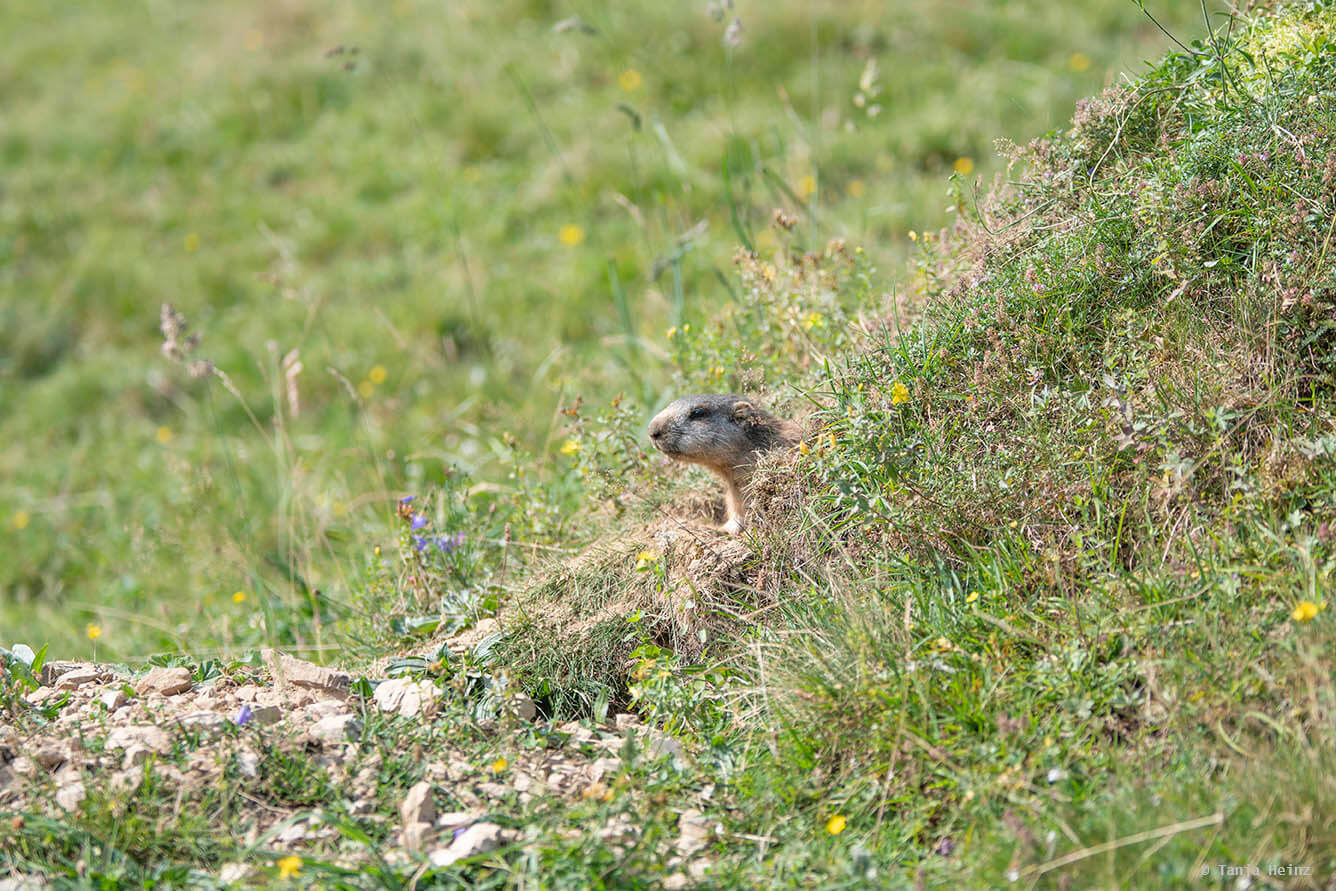 Alpine marmot