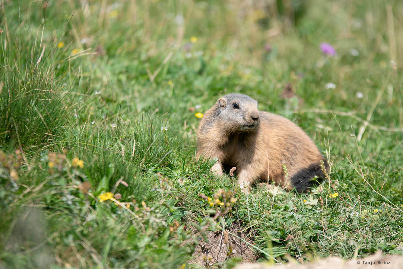 Alpine marmot
