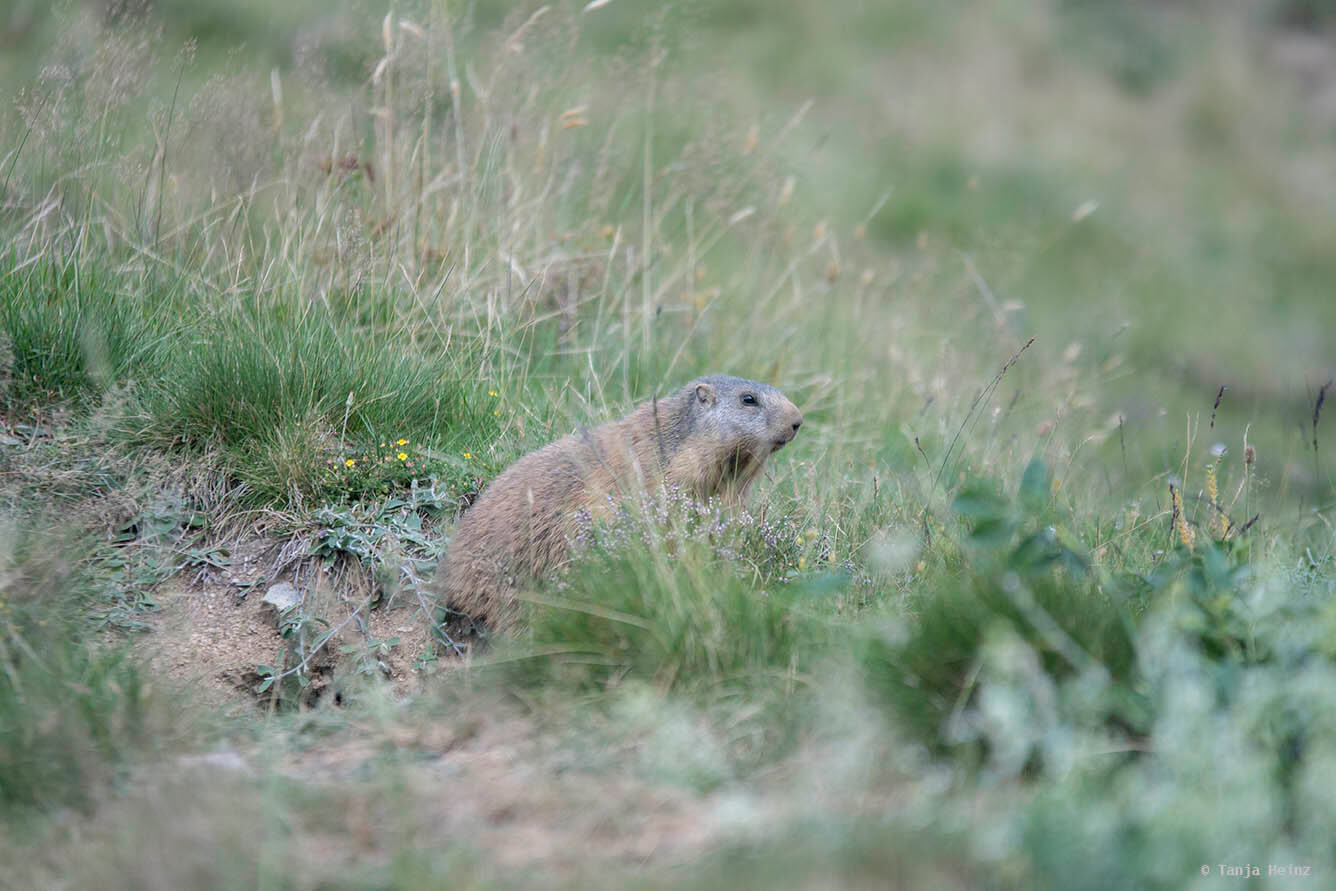 Close-up alpine marmots