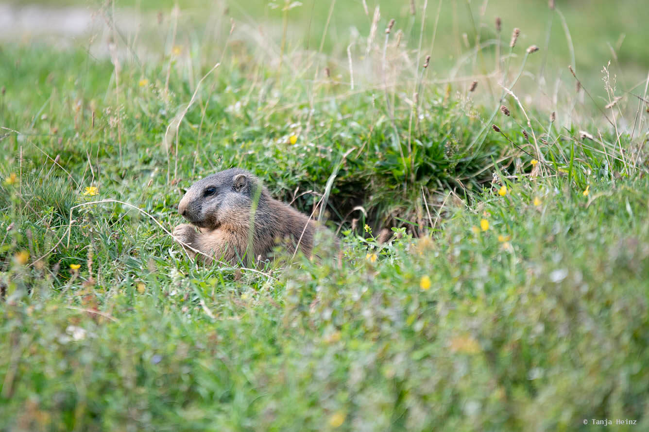 Eating alpine marmots
