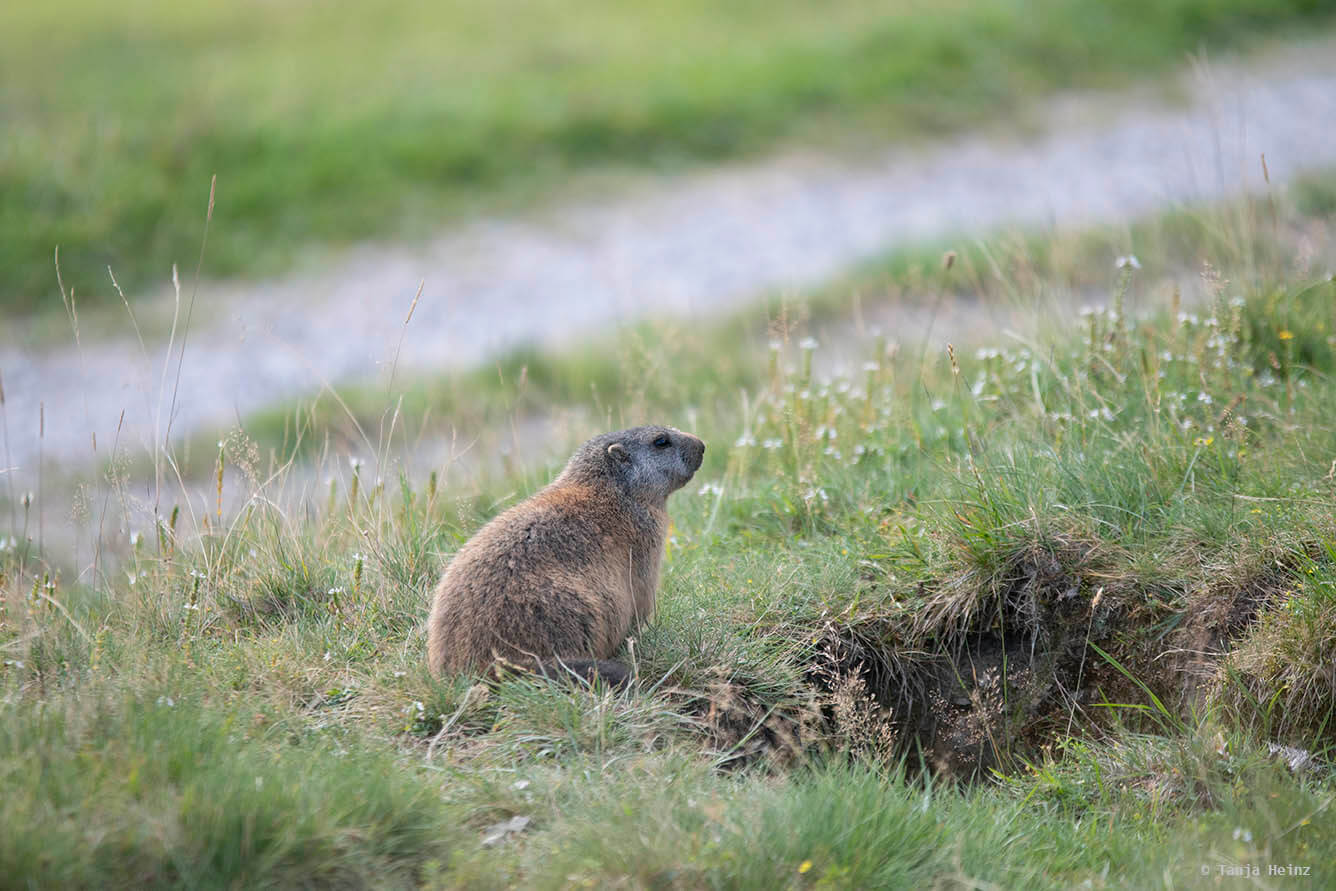 Meadows with alpine marmots