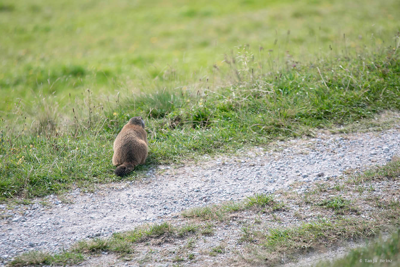 Brave alpine marmots