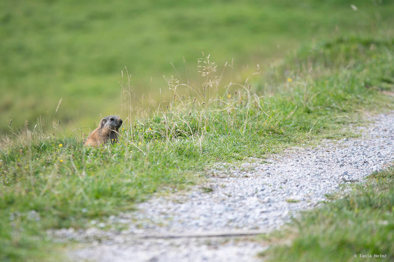 Brave alpine marmots