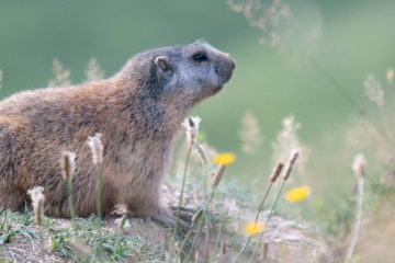 alpine marmots