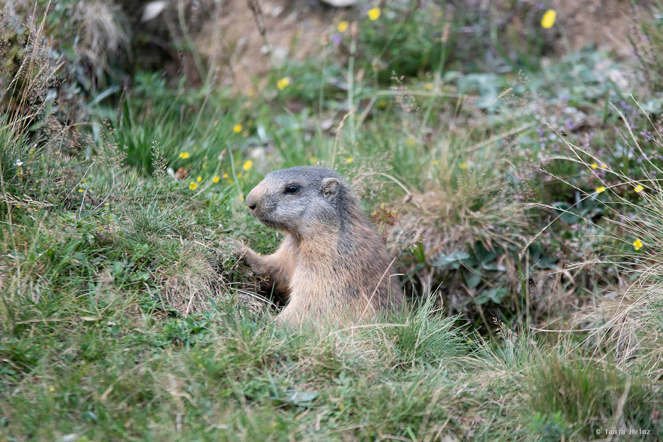 Close-up alpine marmot