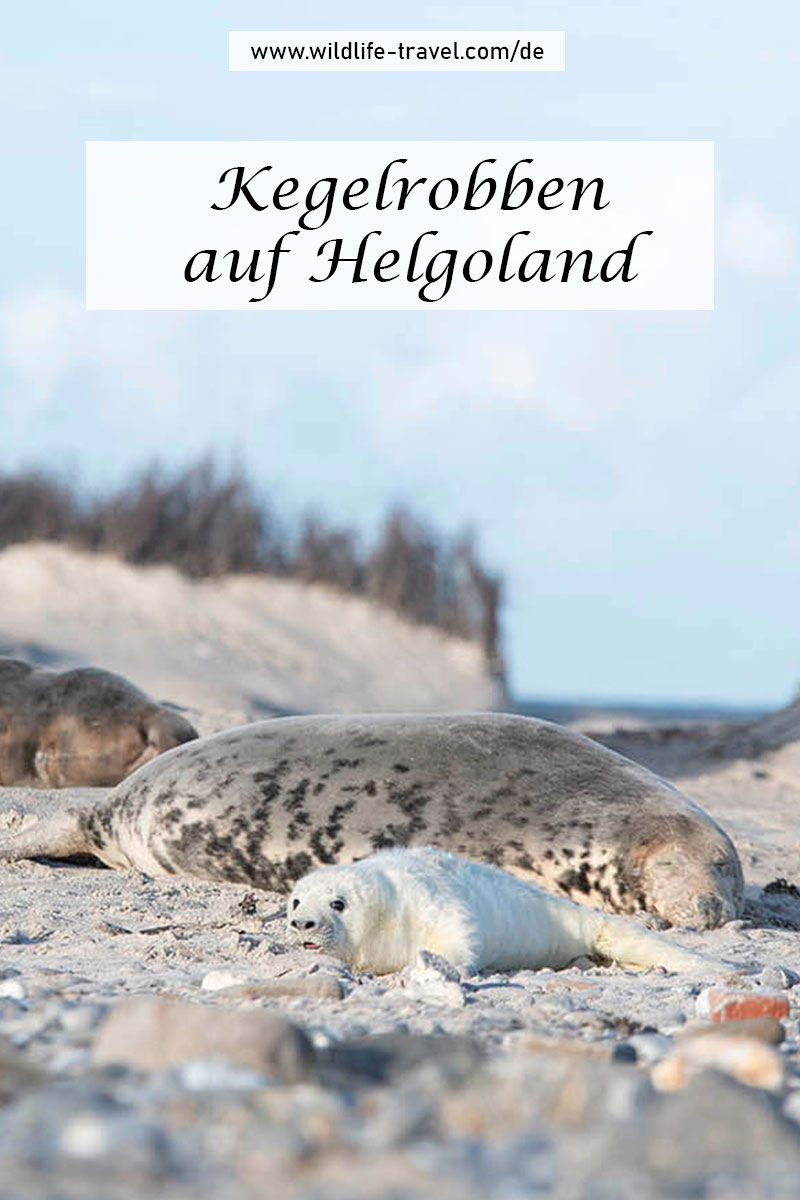 Kegelrobben auf Helgoland