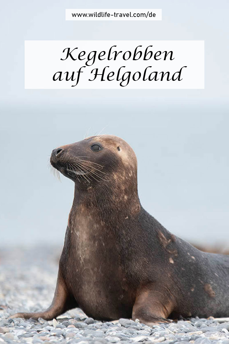 Kegelrobben auf Helgoland