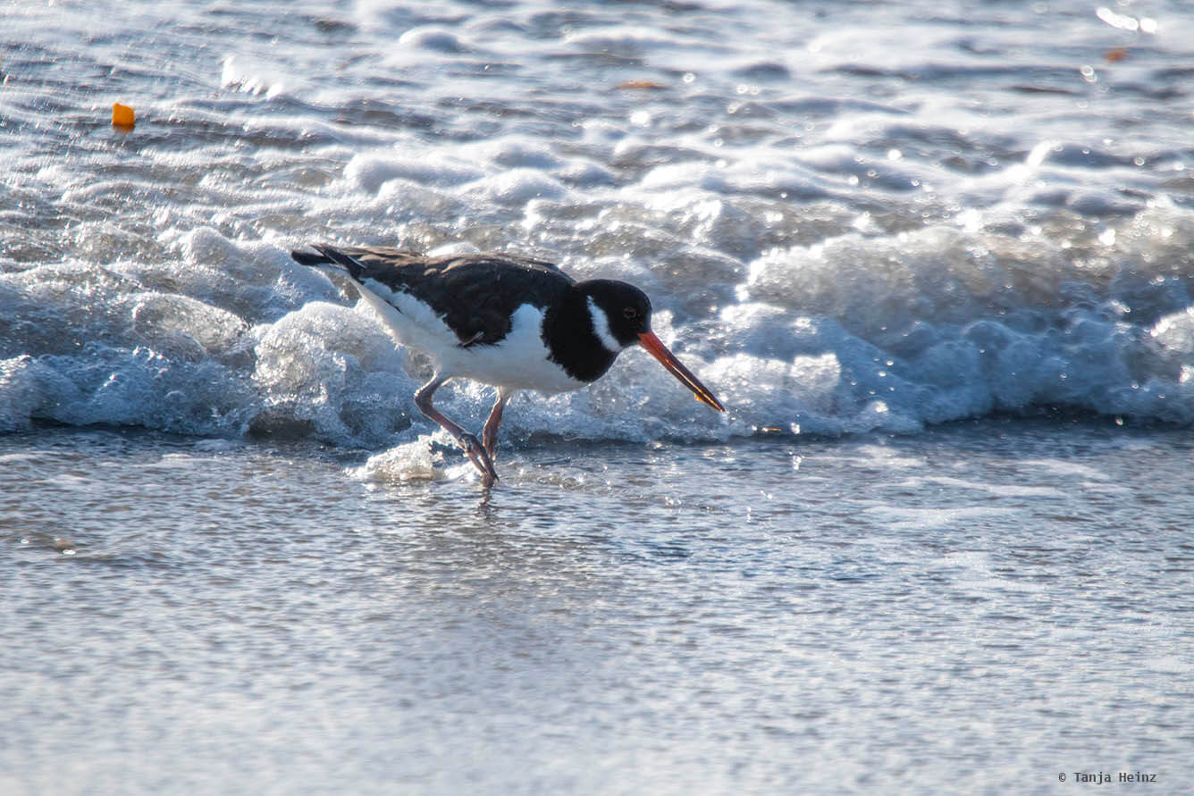 Austernfischer auf Helgoland