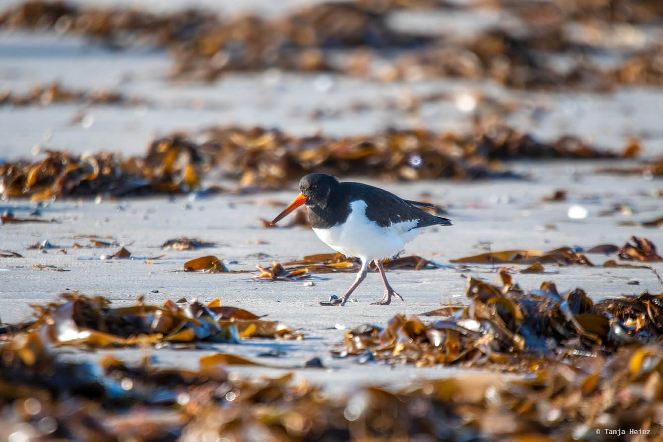 Austernfischer auf Helgoland