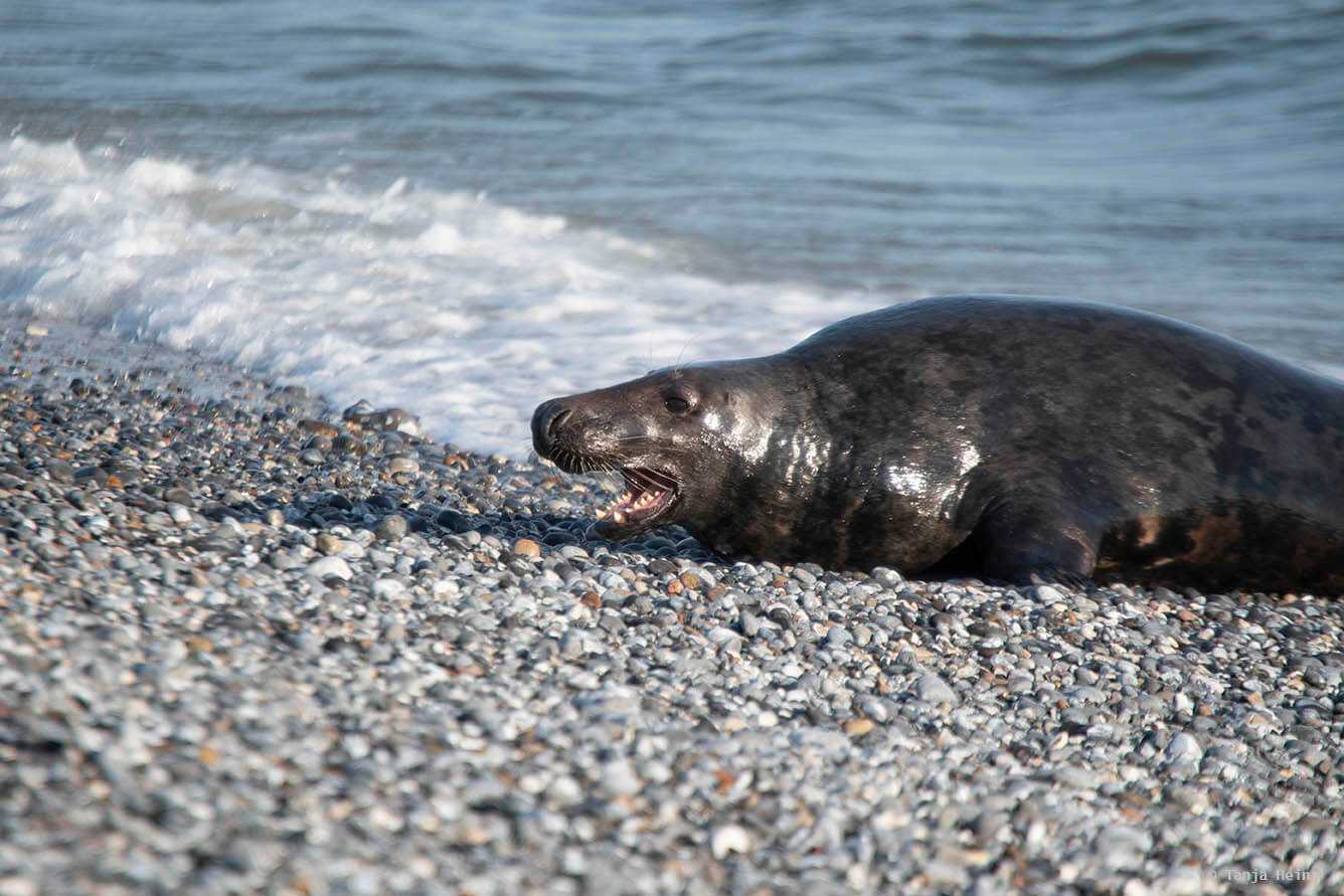 Kegelrobben Männchen