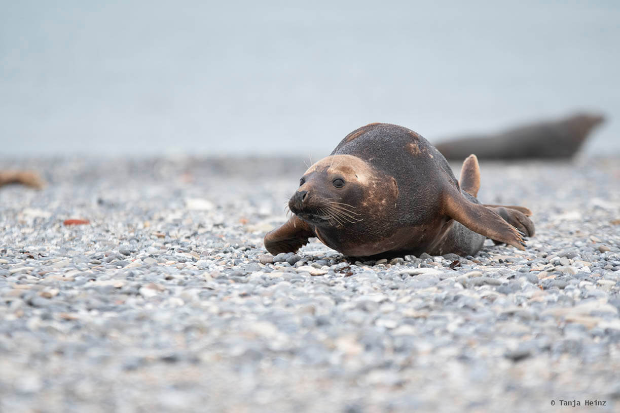 Kegelrobben auf Helgoland