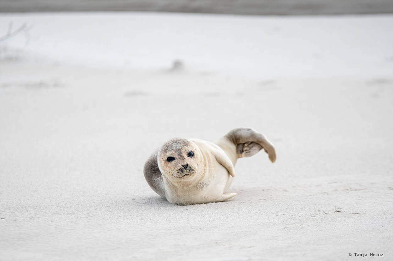 Seehund auf Helgoland