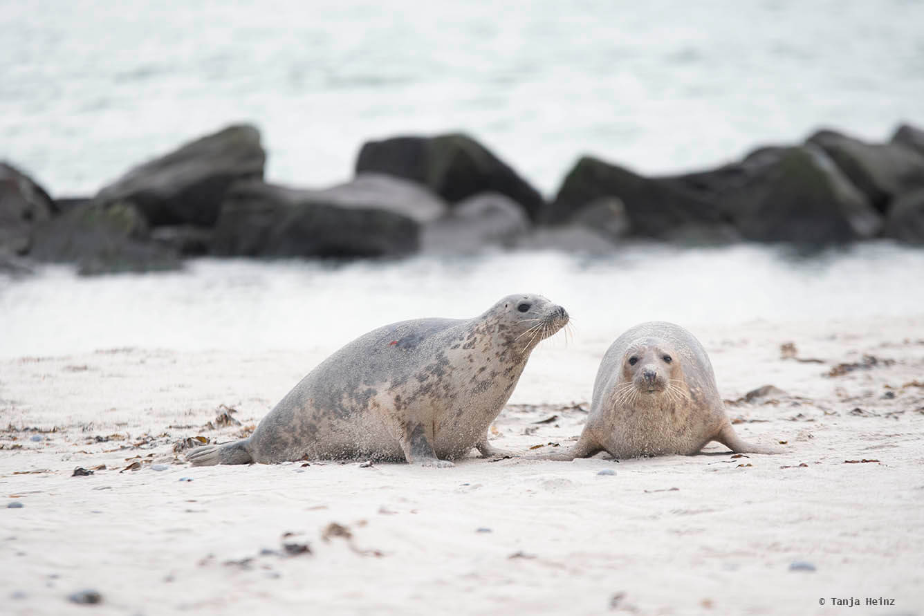 Spielende Kegelrobben