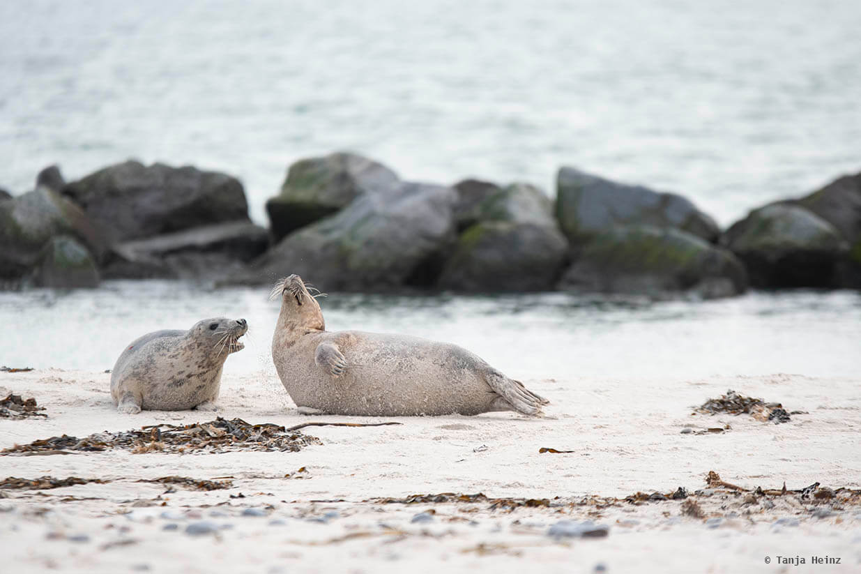 Spielende Kegelrobben