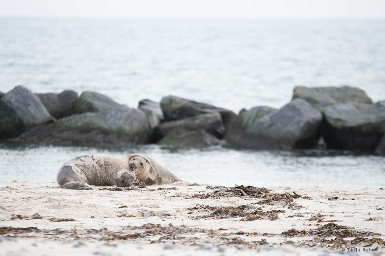 Spielende Kegelrobben