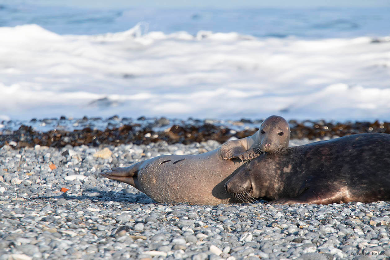 Kegelrobben am Strand