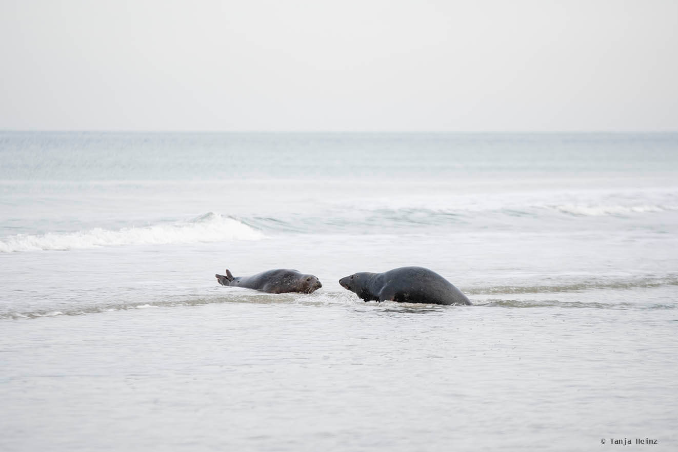 Kegelrobben im Wasser