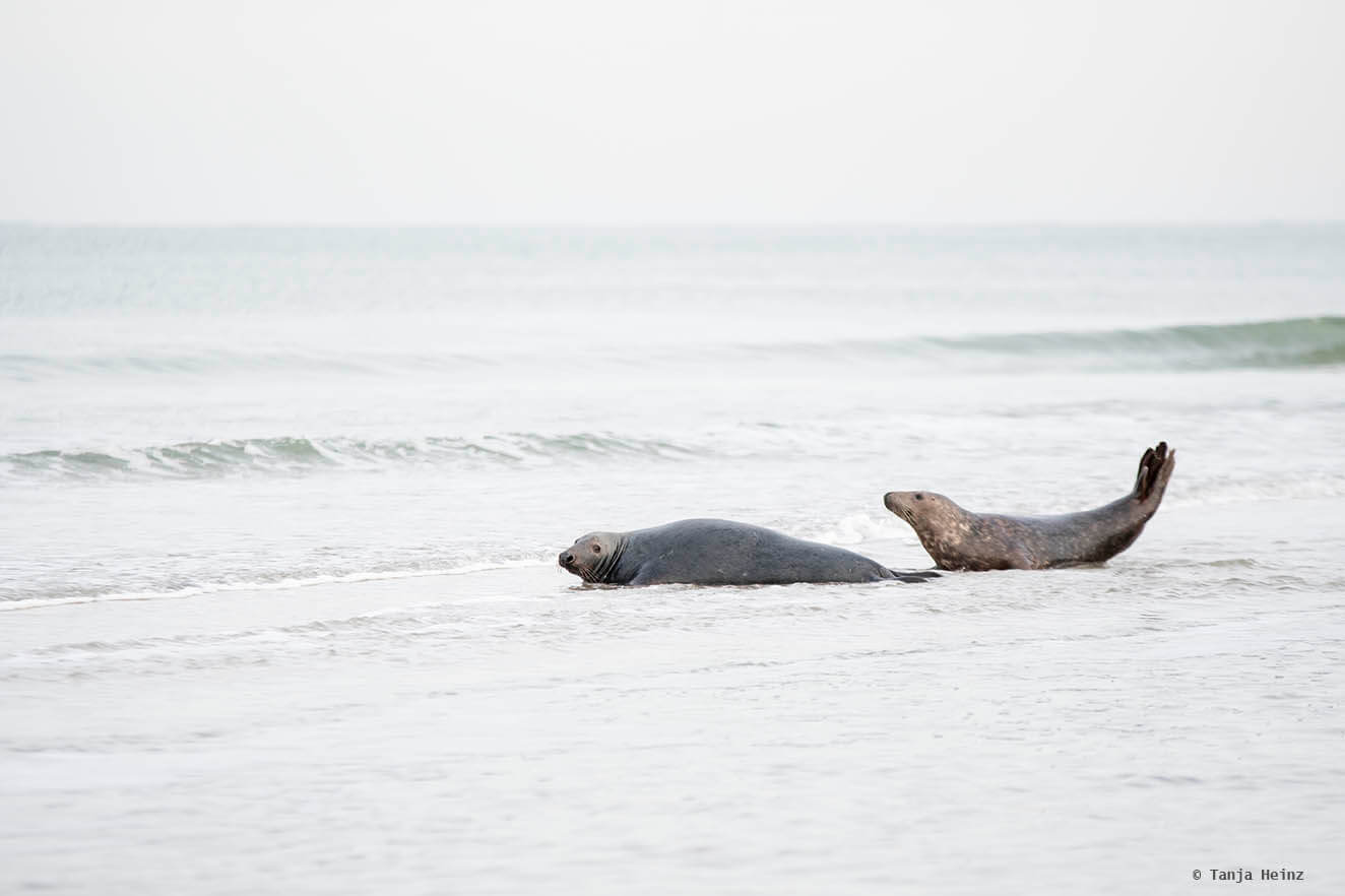 Kegelrobben im Wasser