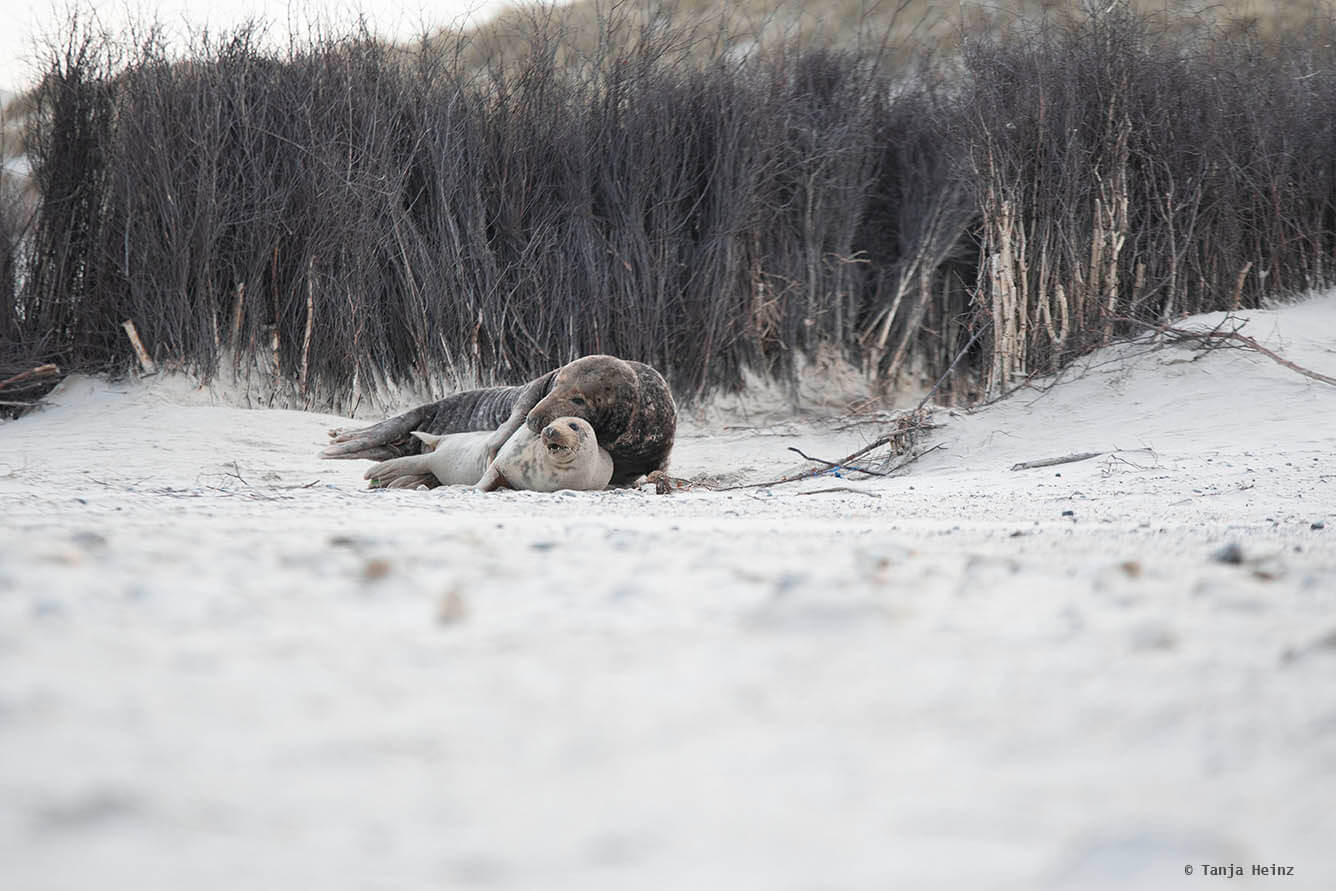 Kegelrobben paaren sich