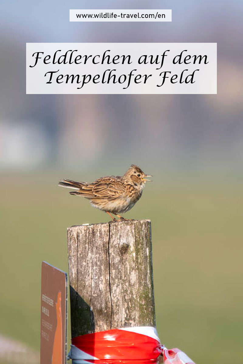 Feldlerchen