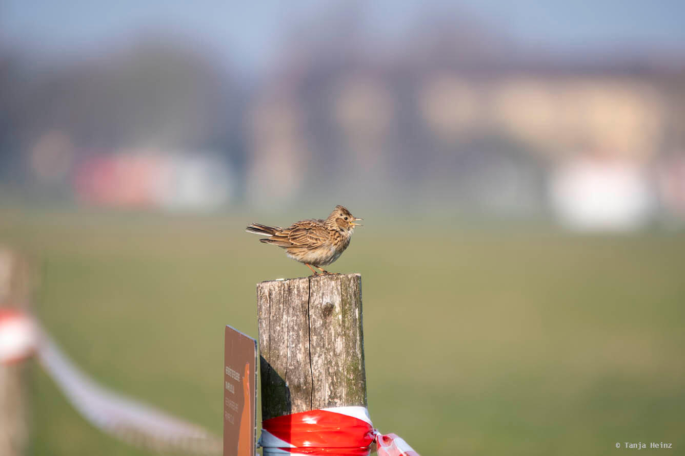 Feldlerchen auf dem Tempelhofer Feld