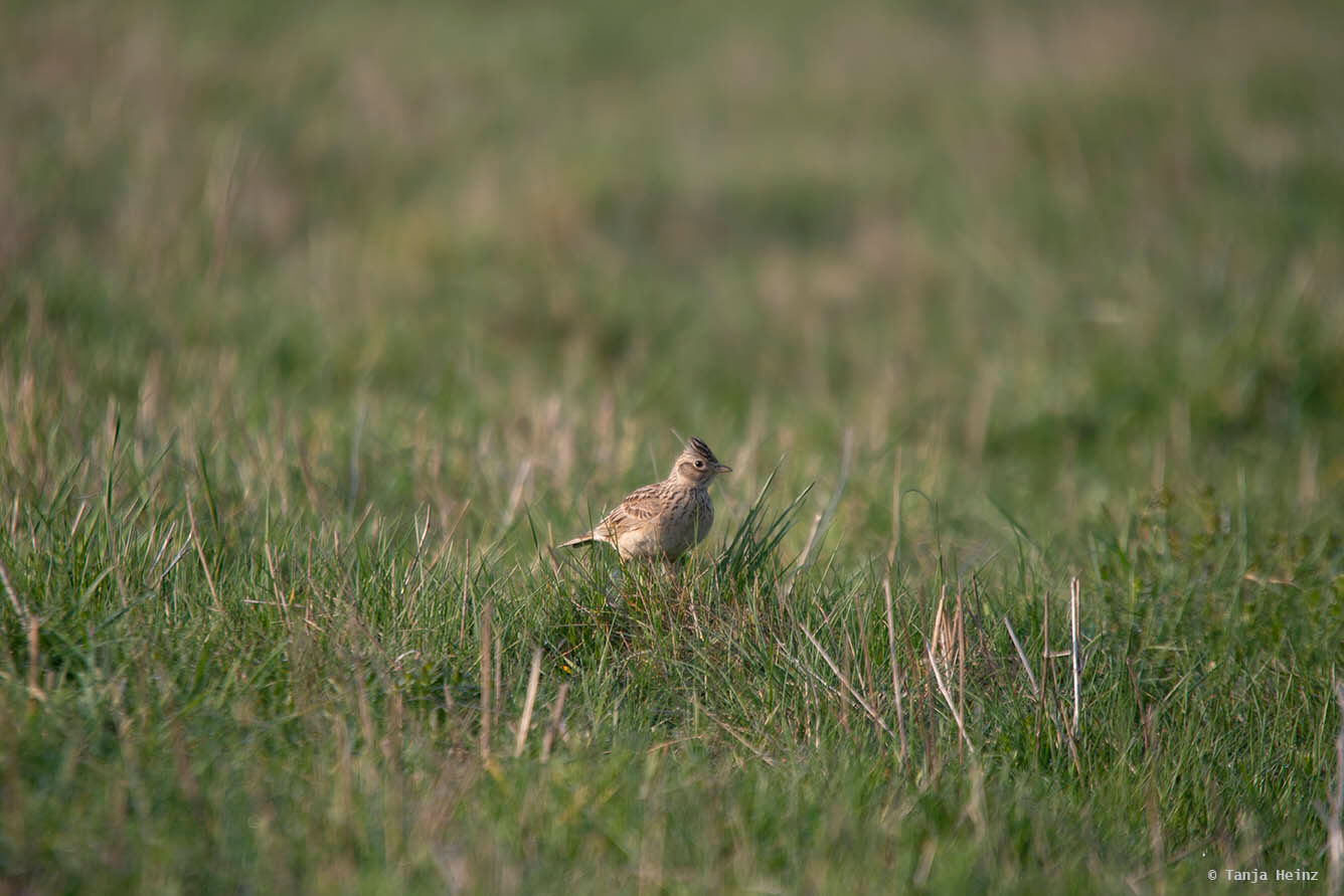 Feldlerchen auf dem Tempelhofer Feld