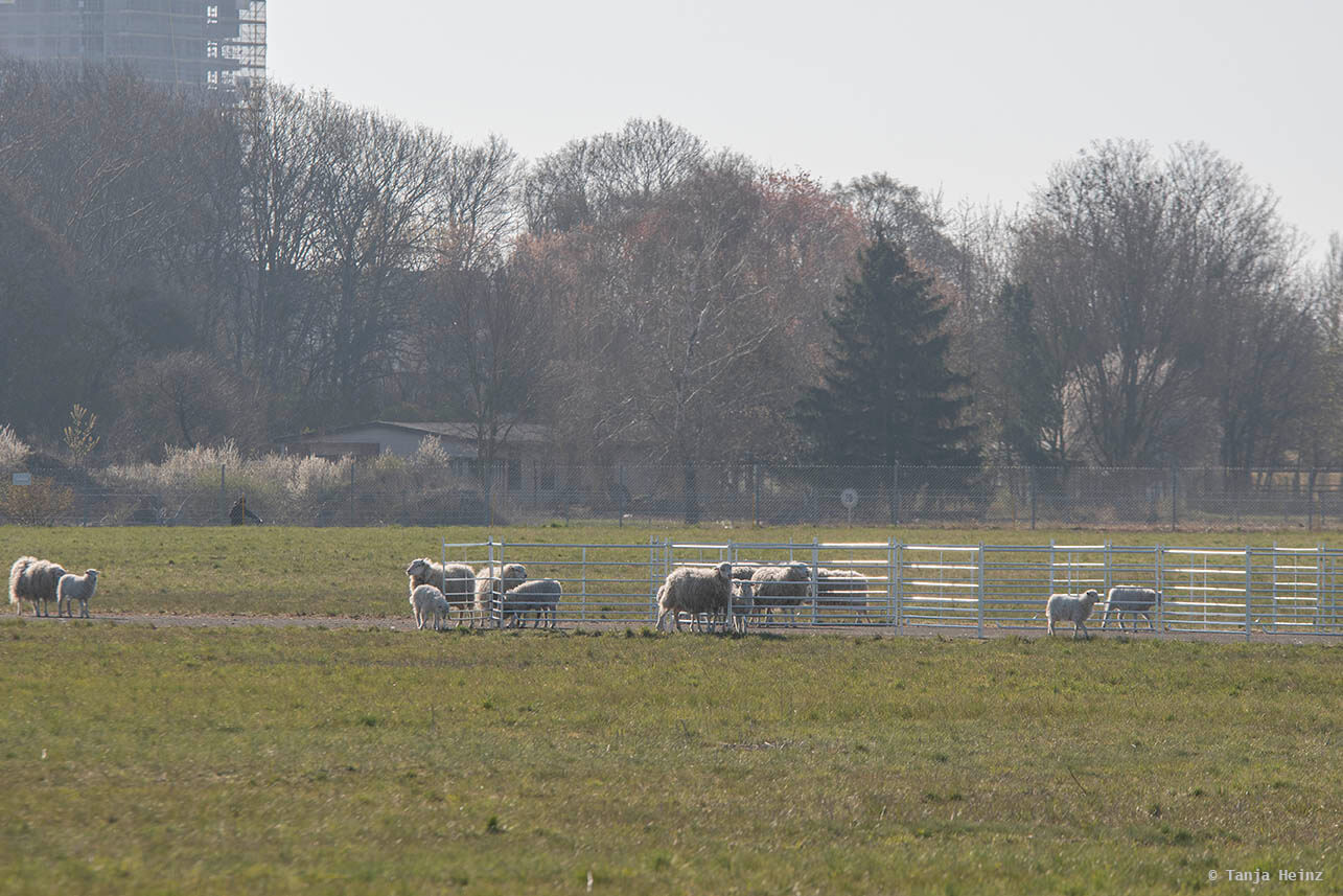 Skudden auf dem Tempelhofer Feld