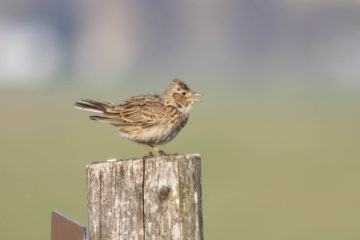 eurasian skylarks