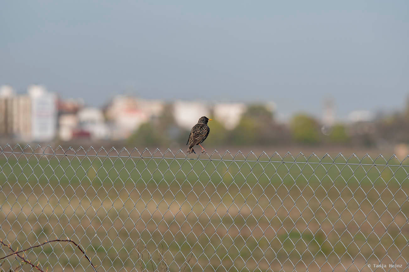 Feldlerchen auf dem Tempelhofer Feld