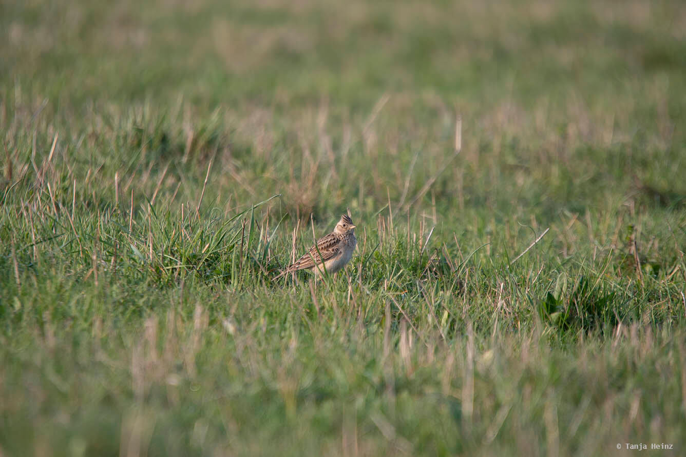 Feldlerchen auf dem Tempelhofer Feld