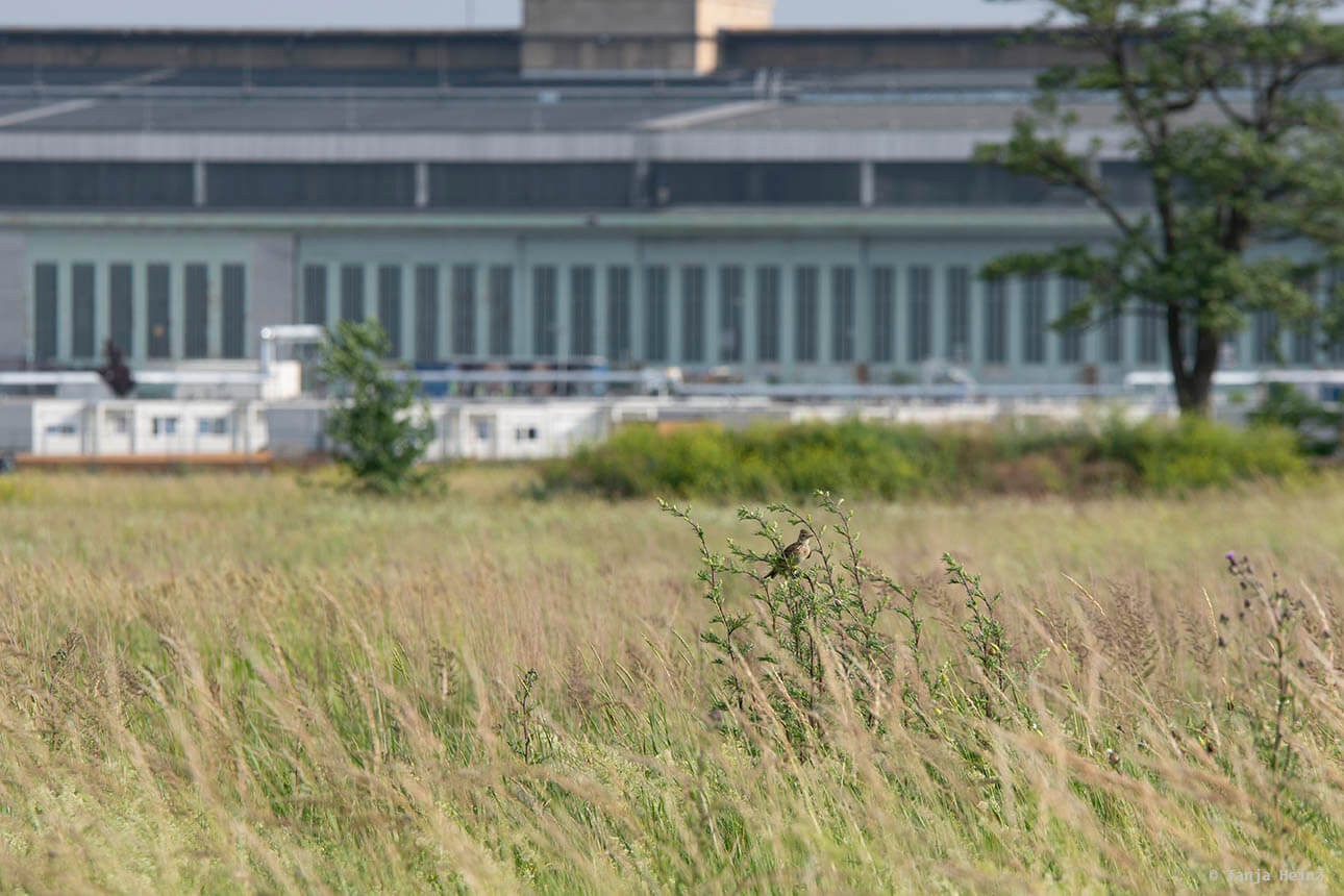 Feldlerchen auf dem Tempelhofer Feld