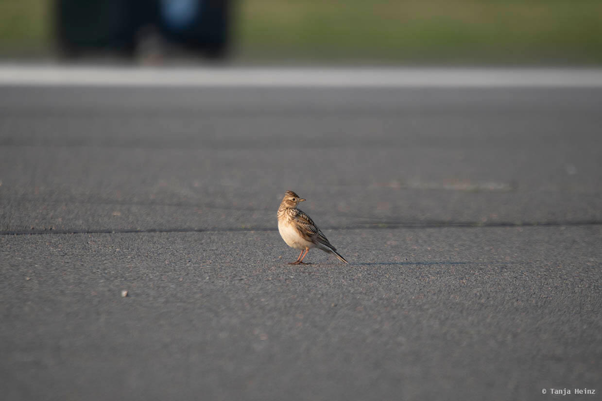 Feldlerchen auf dem Tempelhofer Feld