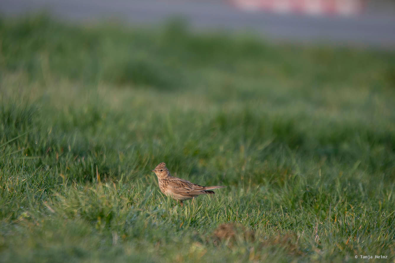 Feldlerchen auf dem Tempelhofer Feld