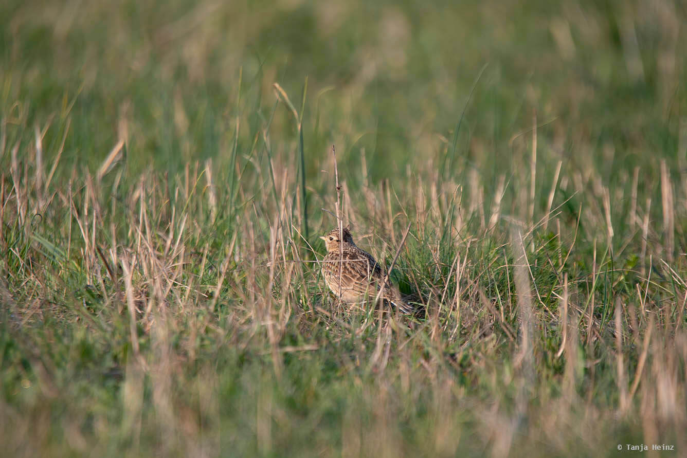 Feldlerchen auf dem Tempelhofer Feld