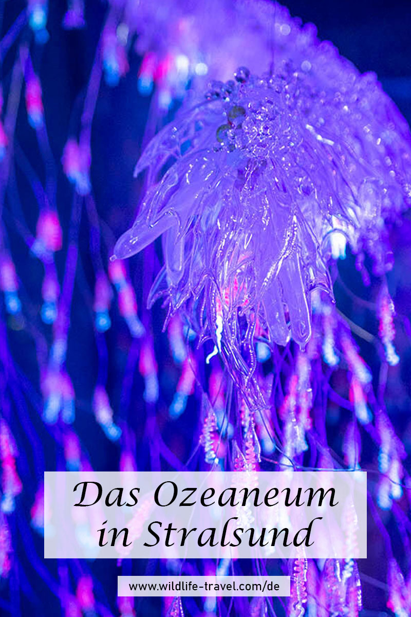 Ozeaneum