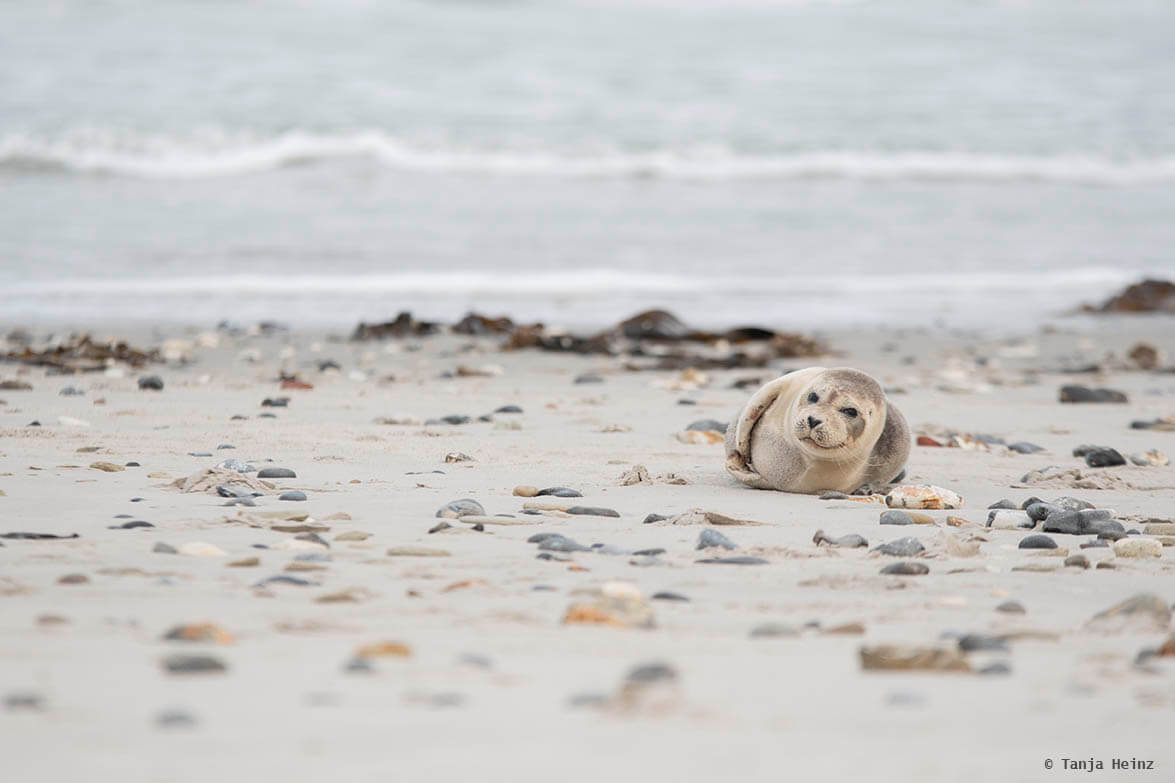 Seehund auf Helgoland