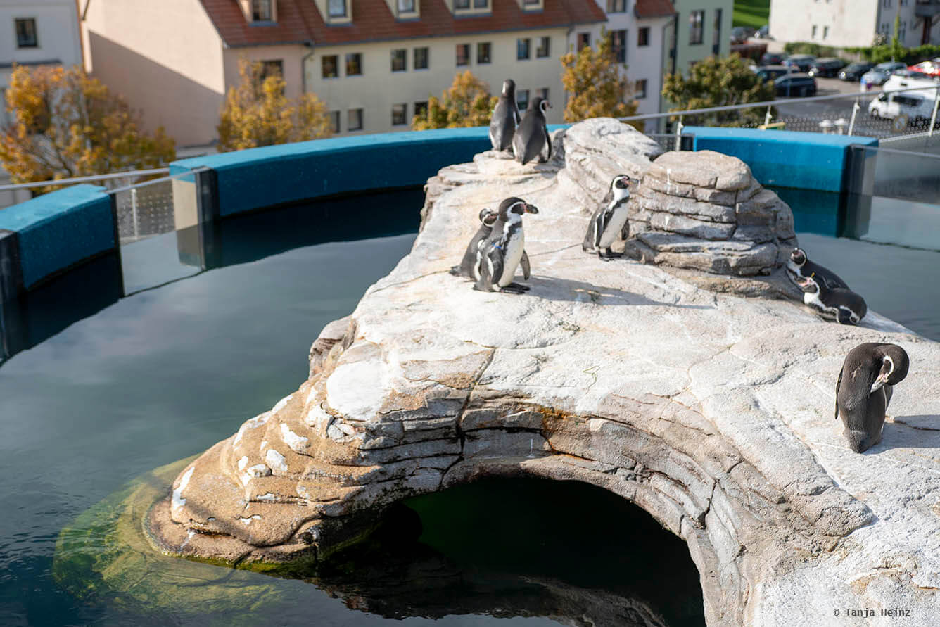 Humboldtpinguine im Ozeaneum