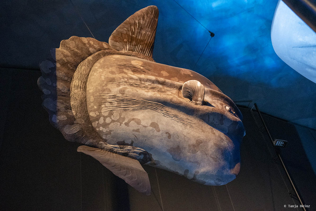 Mondfisch im Ozeaneum