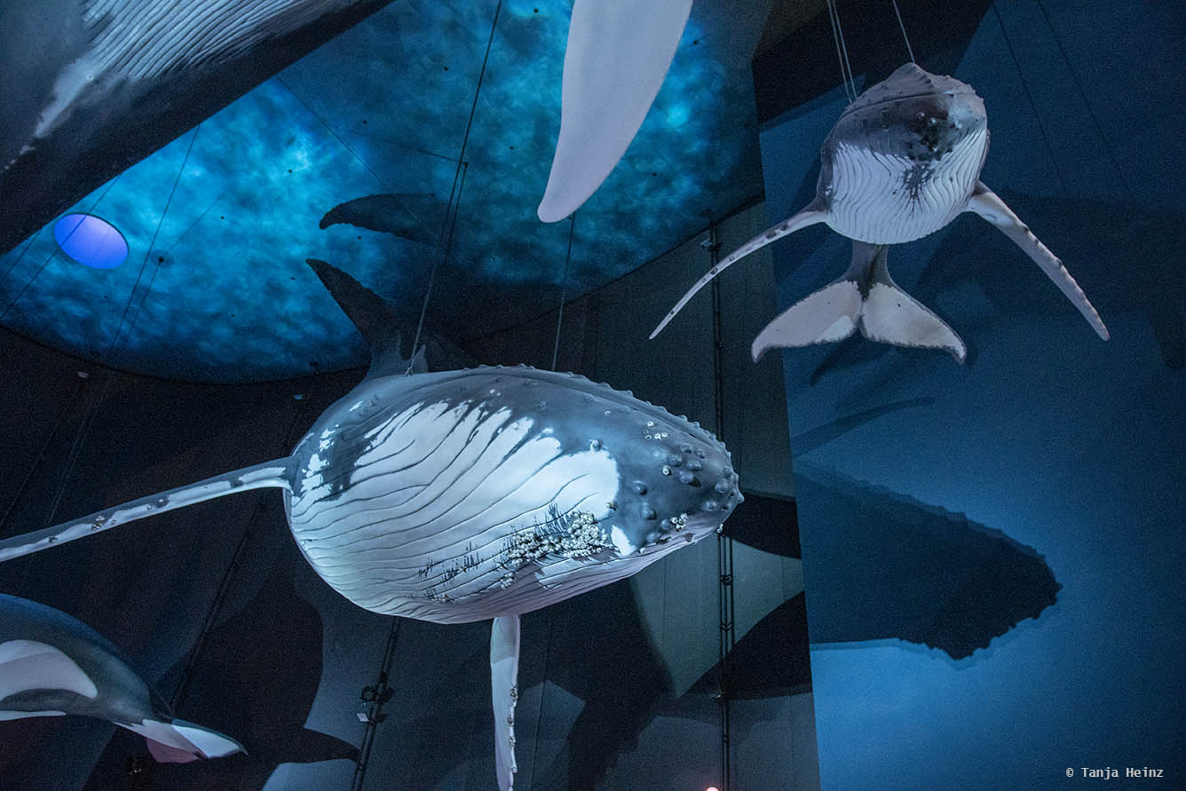 Buckelwale im Ozeaneum