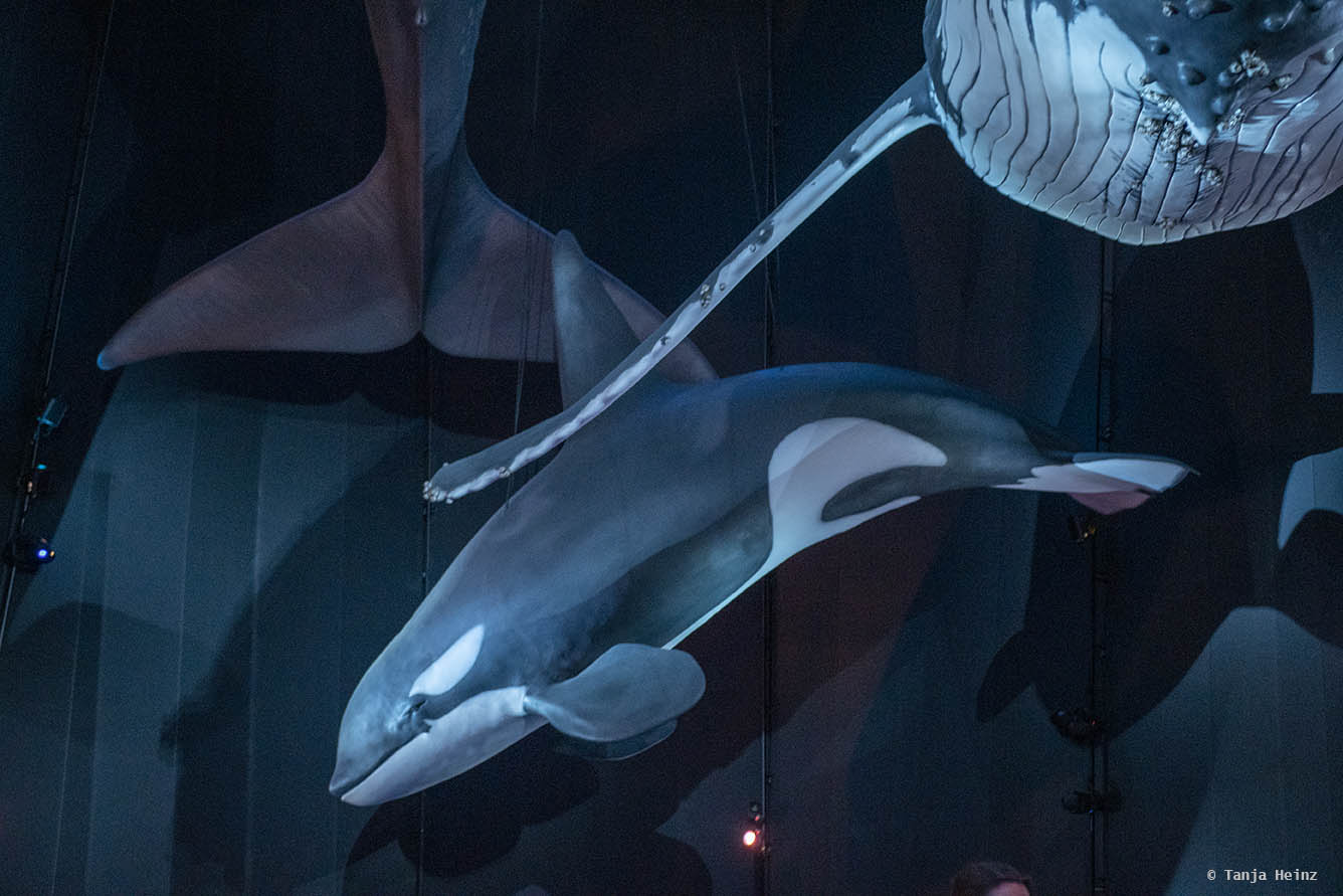 Orcas im Ozeaneum