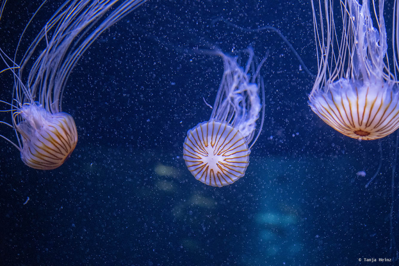 Kompassqualle im Ozeaneum